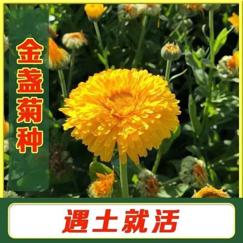 懒人金盏花种子四季种开花易活金盏菊种子庭院室外花种耐寒花种