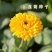 懒人金盏花种子四季种开花易活金盏菊种子庭院室外花种耐寒花种