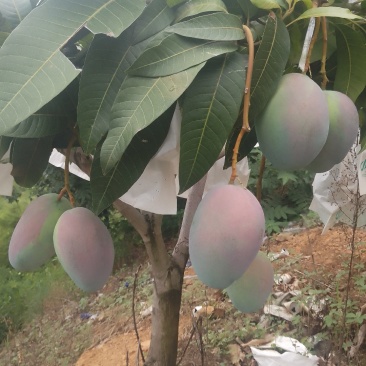 白袋凯特