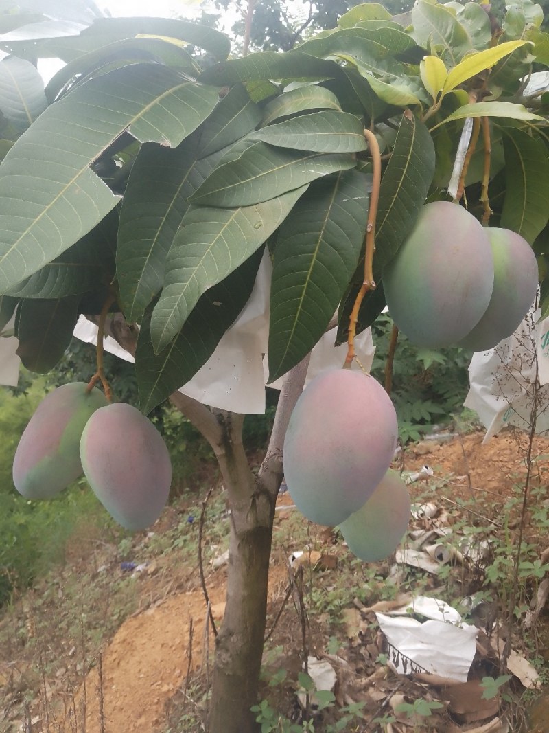 白袋凯特