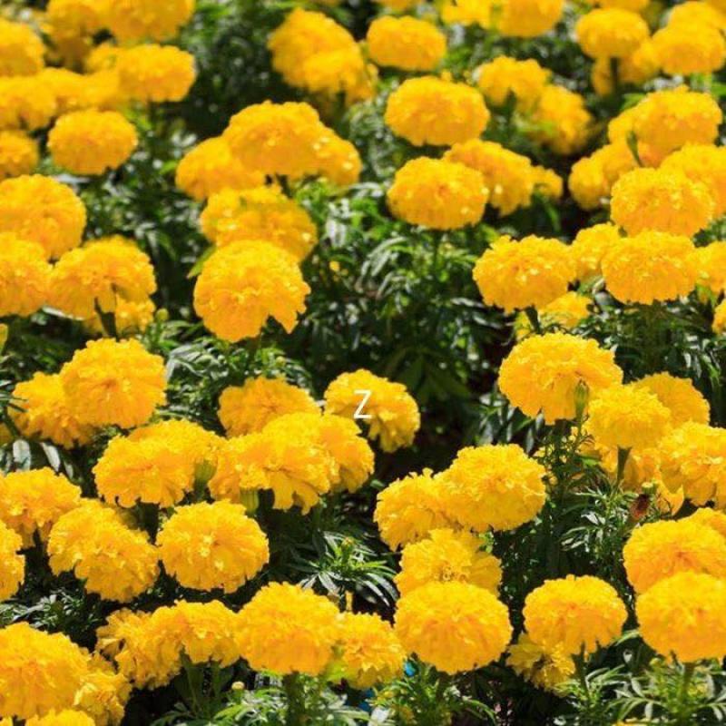 万寿菊种子室内外花草种籽四季种易活庭院公园花卉植物易种花期长