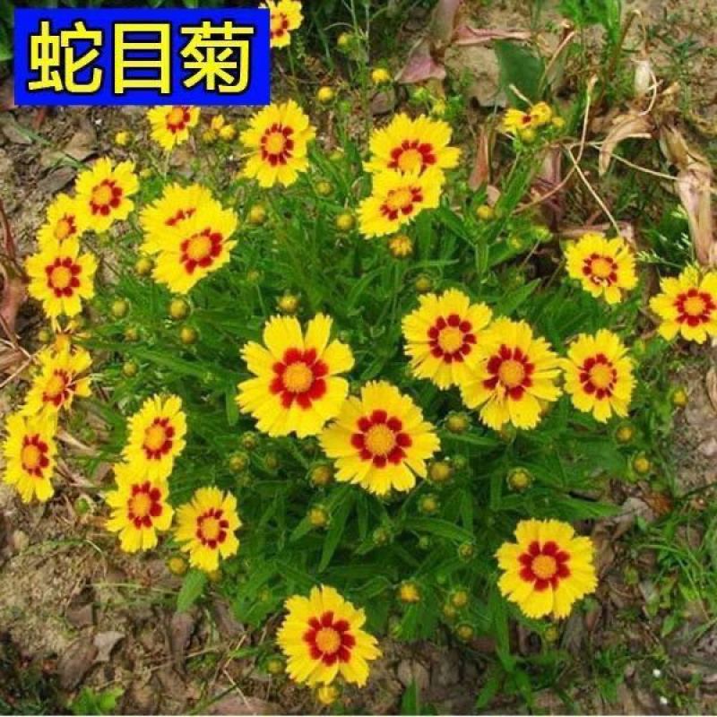 多年生蛇目菊种子昆仑雪菊双色金鸡菊种子耐寒花卉阳台盆栽可泡茶