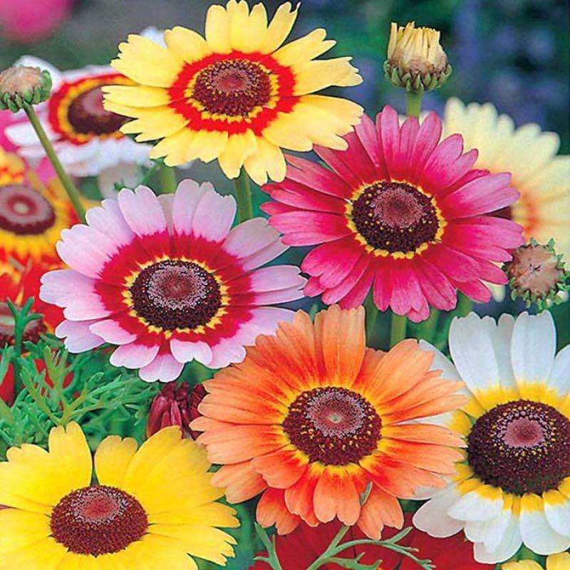 花环菊【带盆喷壶】四季易种活耐寒阳台庭院景观花海开花不断