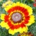 花环菊【带盆喷壶】四季易种活耐寒阳台庭院景观花海开花不断