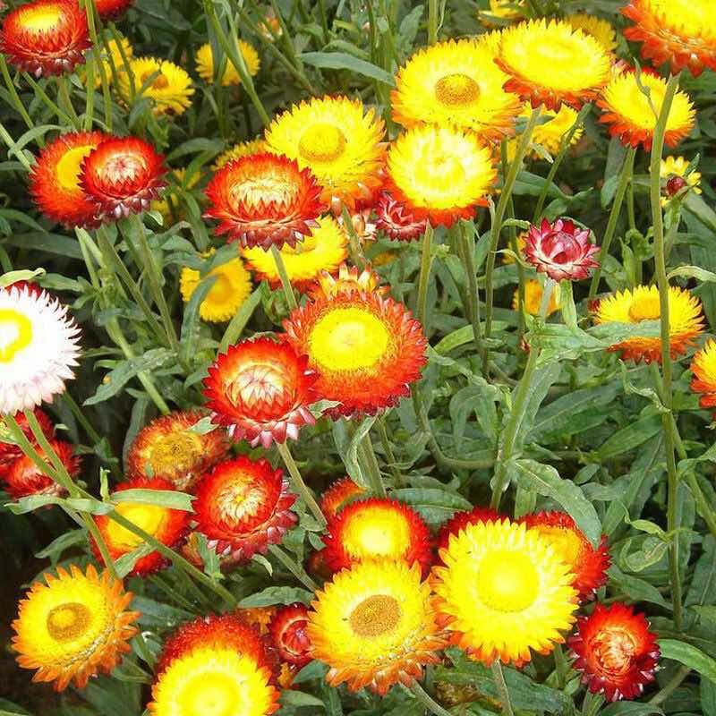 麦秆菊种子蜡菊花种籽子切花室外花海工程园林绿化波斯菊景观花卉