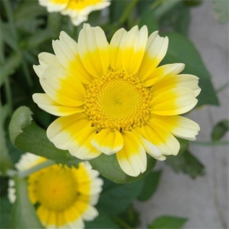 茼蒿菊种子四季播种开花木春菊花种籽子多年生易种植阳台庭院盆栽