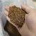 茼蒿菊种子四季播种开花木春菊花种籽子多年生易种植阳台庭院盆栽