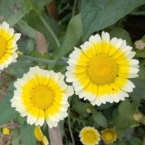 茼蒿菊种子四季播种开花木春菊花种籽子多年生易种植阳台庭院盆栽