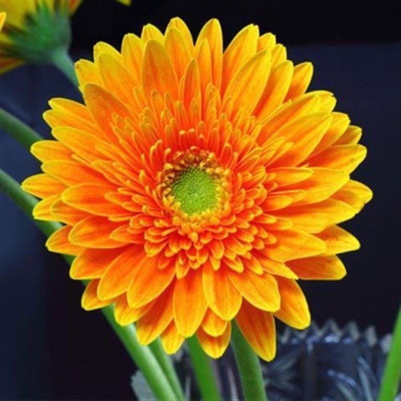 非洲菊花种子重瓣非洲菊种籽四季易种活阳台室内室外盆栽花卉种子