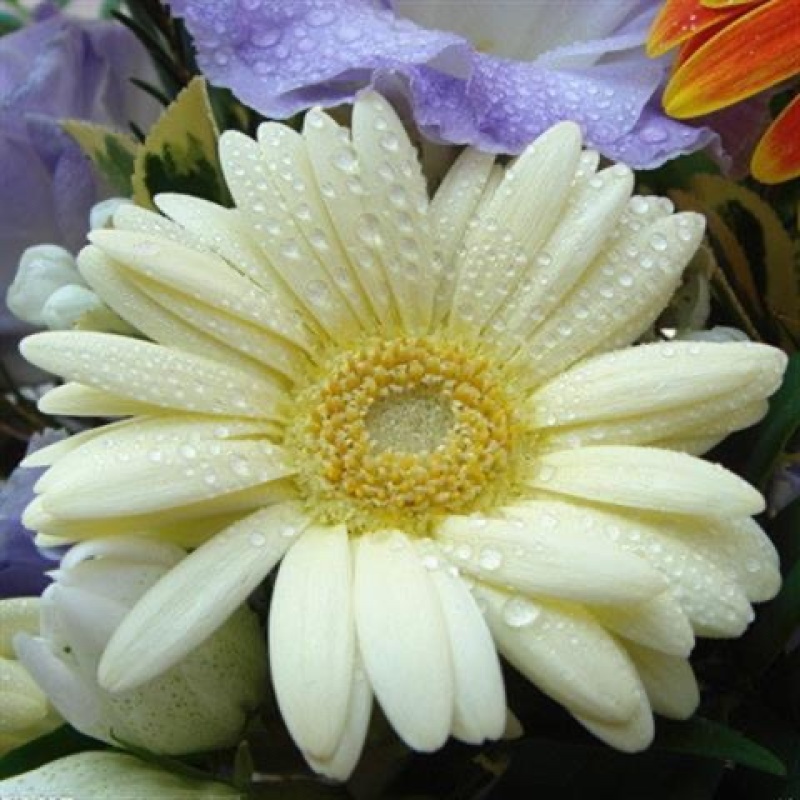 非洲菊花种子重瓣非洲菊种籽四季易种活阳台室内室外盆栽花卉种子