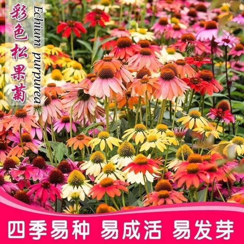 松果菊盆栽阳台庭院花镜植物花卉多年生宿根耐热耐寒花期长好