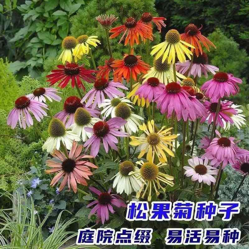 松果菊盆栽阳台庭院花镜植物花卉多年生宿根耐热耐寒花期长好