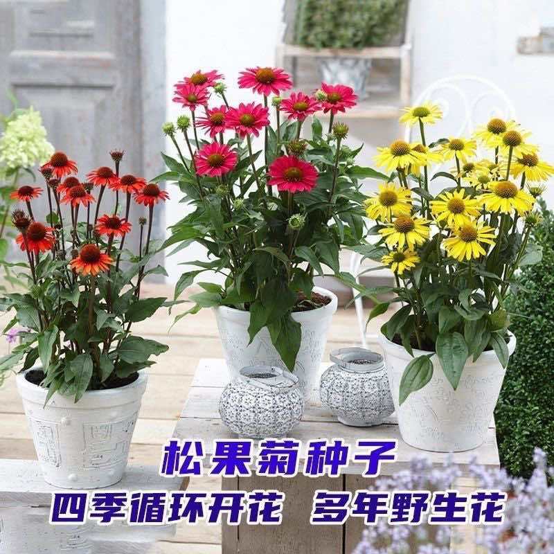 松果菊盆栽阳台庭院花镜植物花卉多年生宿根耐热耐寒花期长好