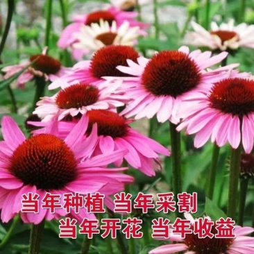 松果菊盆栽阳台庭院花镜植物花卉多年生宿根耐热耐寒花期长好