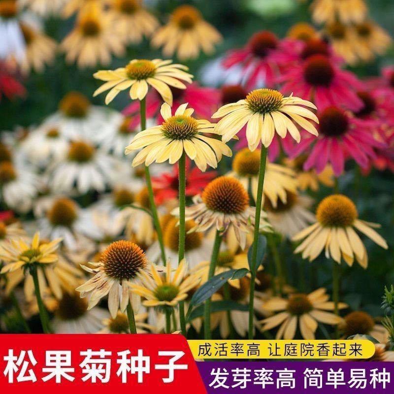 松果菊盆栽阳台庭院花镜植物花卉多年生宿根耐热耐寒花期长好