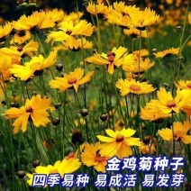 金鸡菊种子飞燕草千鸟花种子大花室外庭院四季庭院花卉草种子大全