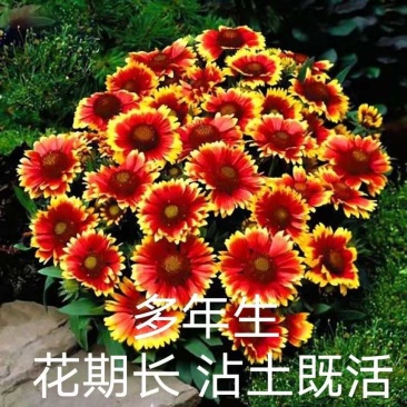 红花天人菊宿根多年生耐寒园林绿化低矮盆栽室内外观赏