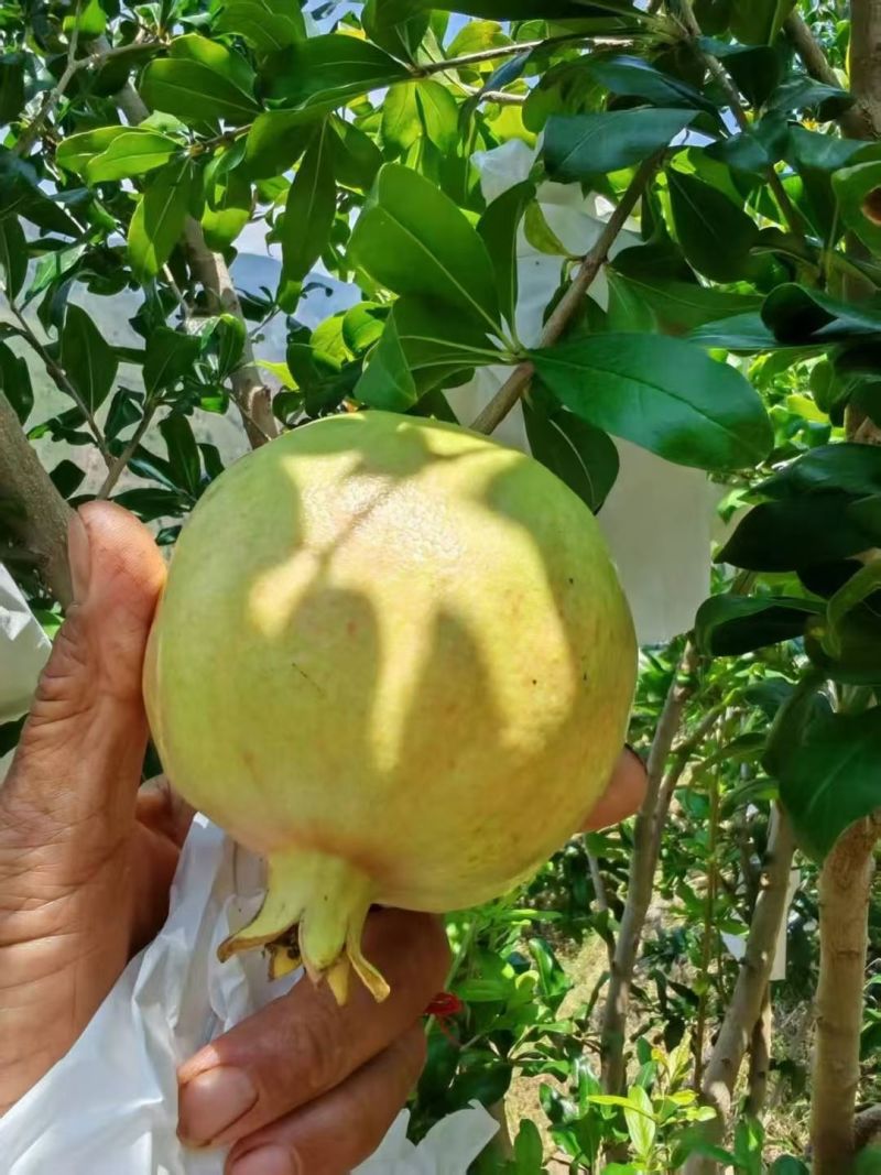 大量供应红皮软籽石榴二级果欢迎市场团购电商外