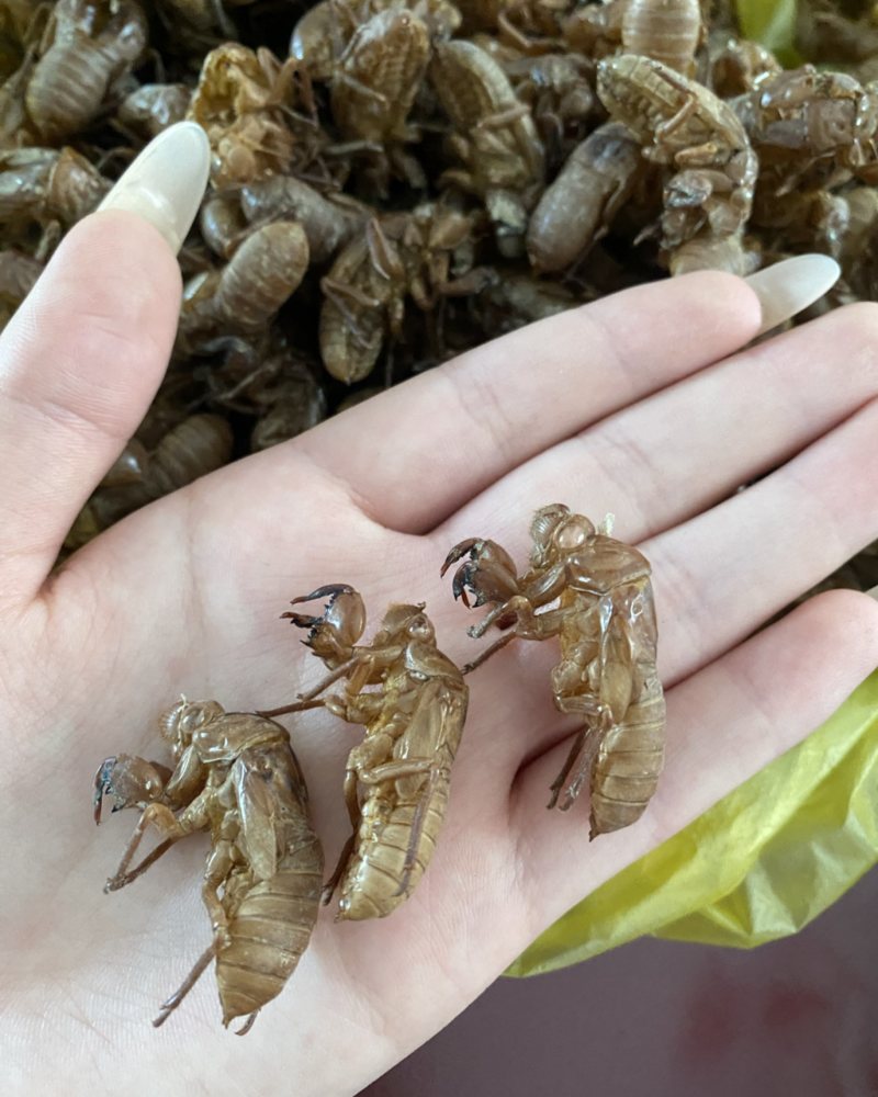 大号蝉蛹水洗二遍