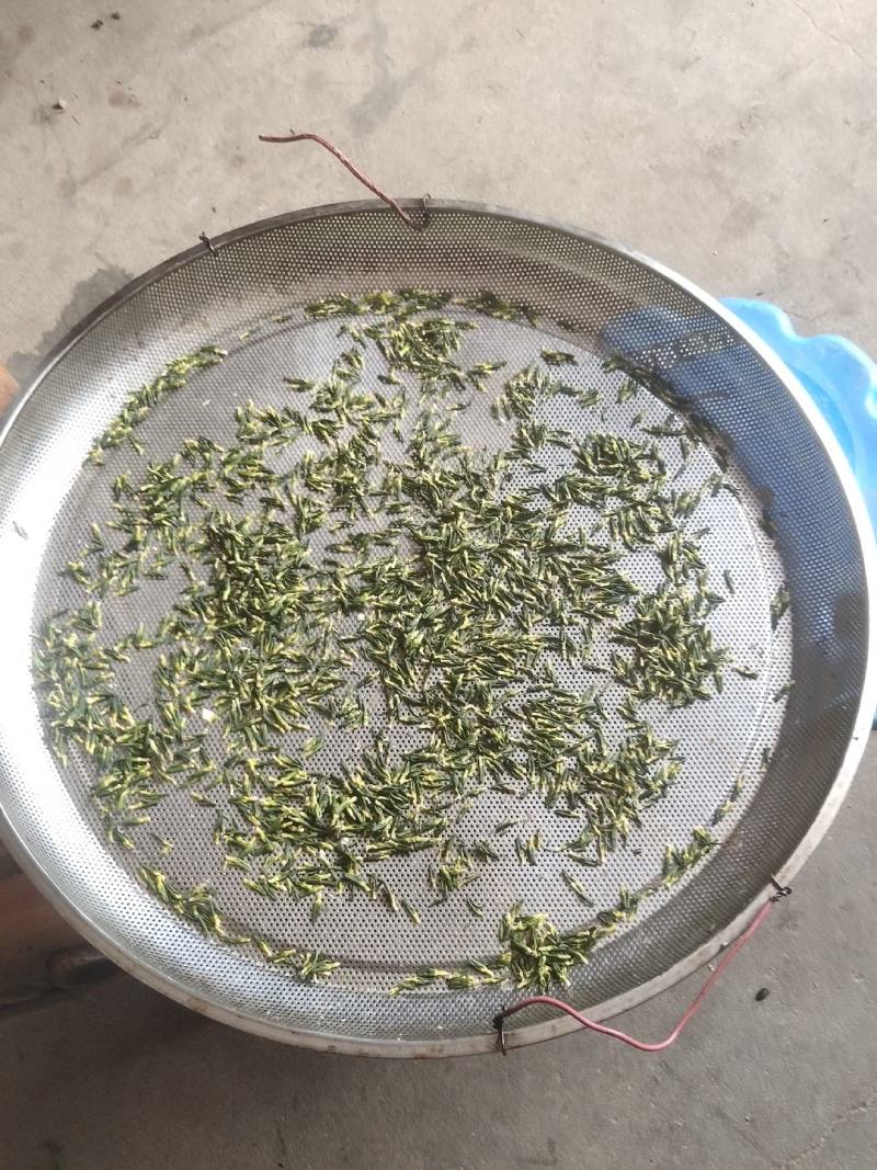 莲子心