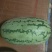 西农8号