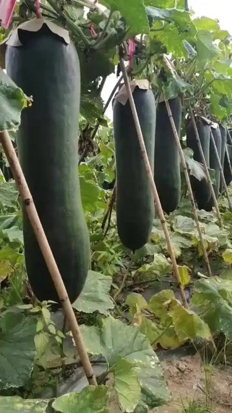 黑皮冬瓜