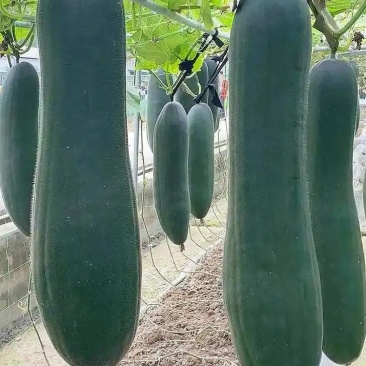 黑皮冬瓜