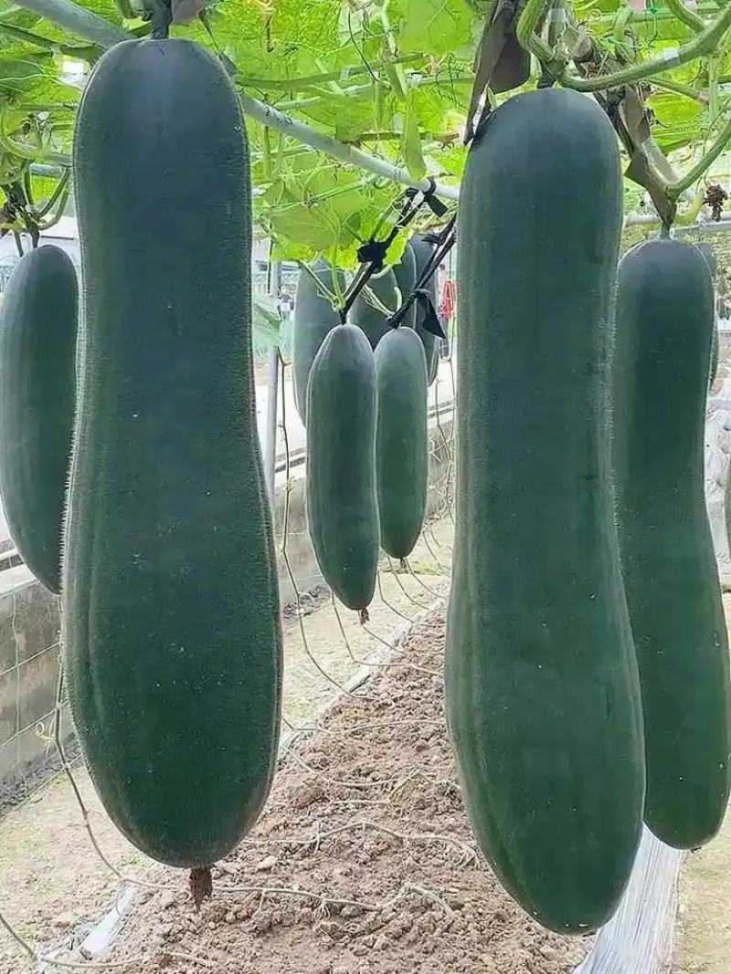 黑皮冬瓜