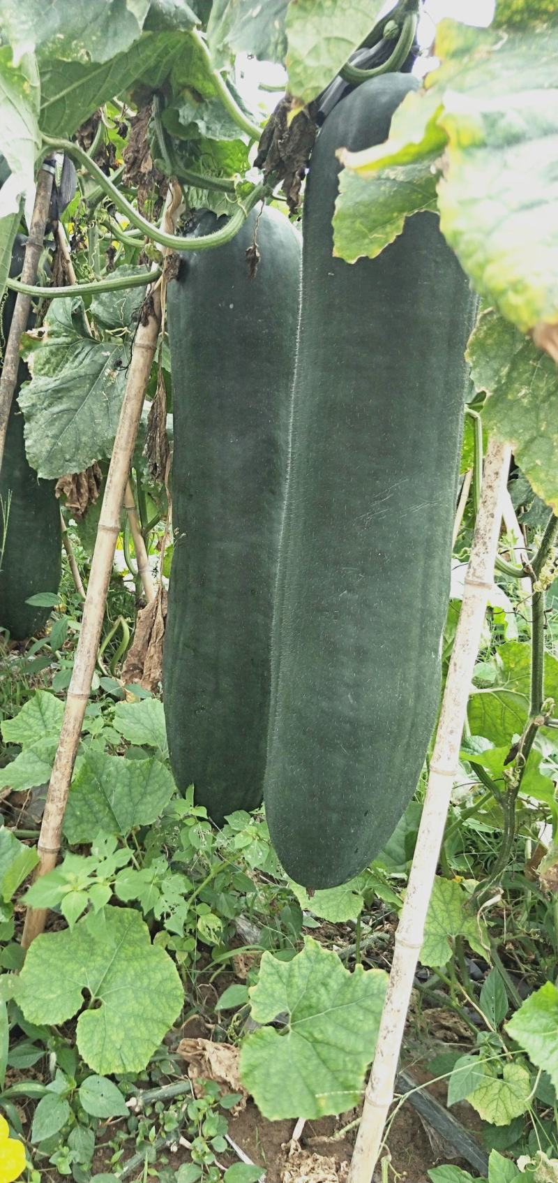 黑皮冬瓜