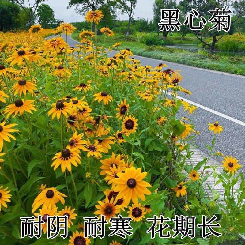 黑心菊秋季庭院耐阴耐寒多年生宿根四季开花阳台盆栽花籽