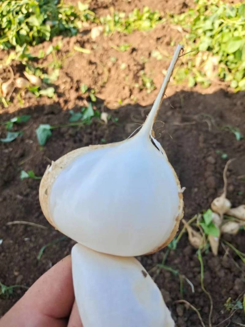 贵州豆薯