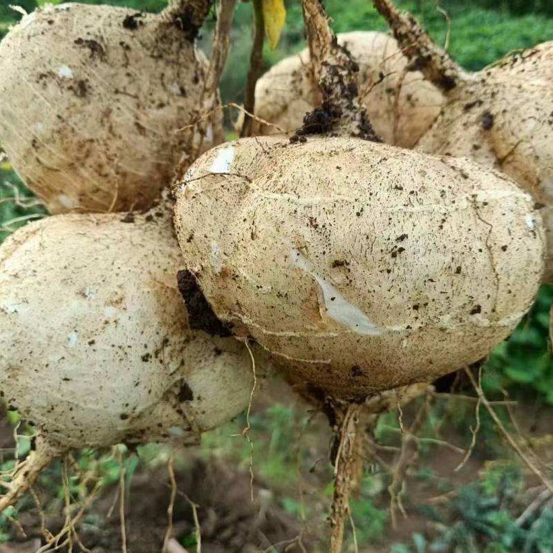 贵州豆薯