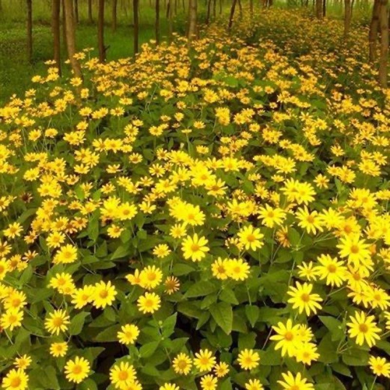 日光菊多年生宿根黄色当年开花春夏播种耐寒耐旱