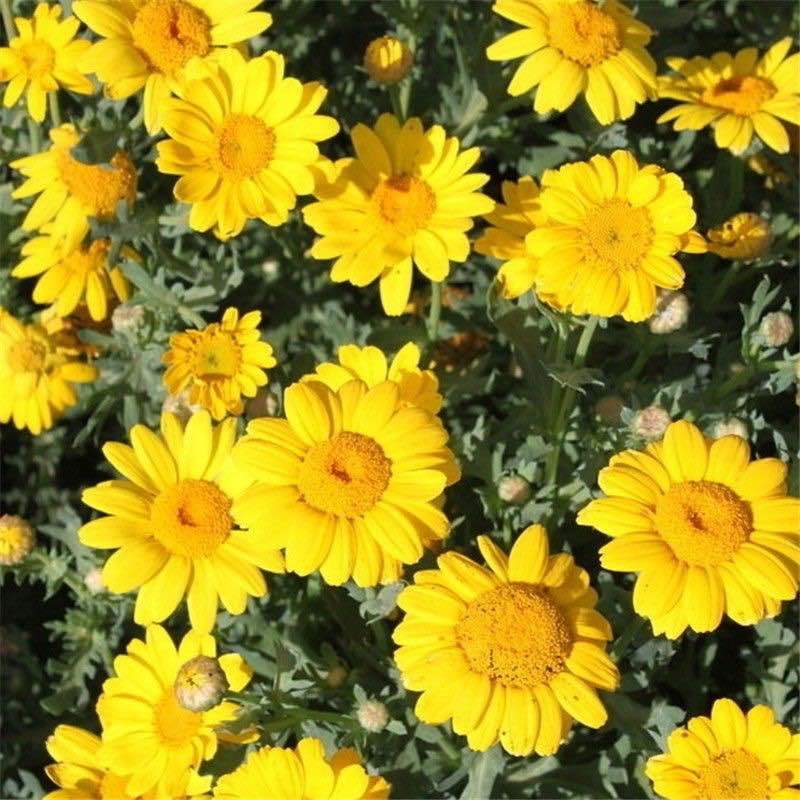 日光菊多年生宿根黄色当年开花春夏播种耐寒耐旱