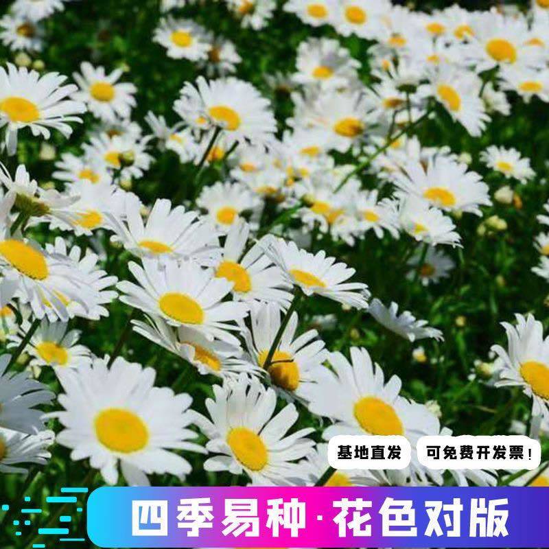 大滨菊种子多年生宿根花卉花草景观绿化耐寒庭院观洋甘菊花种花籽