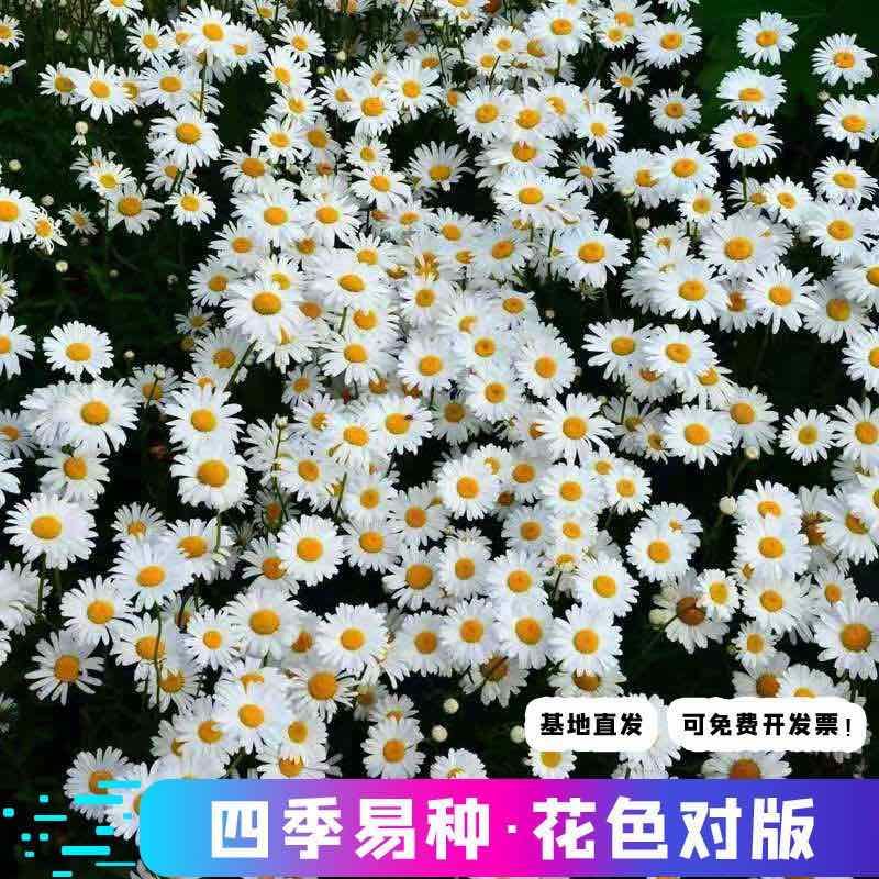 大滨菊种子多年生宿根花卉花草景观绿化耐寒庭院观洋甘菊花种花籽