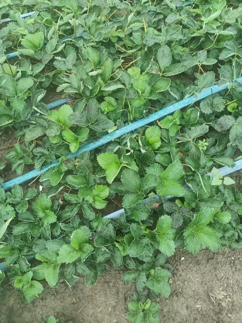 红颜草莓苗