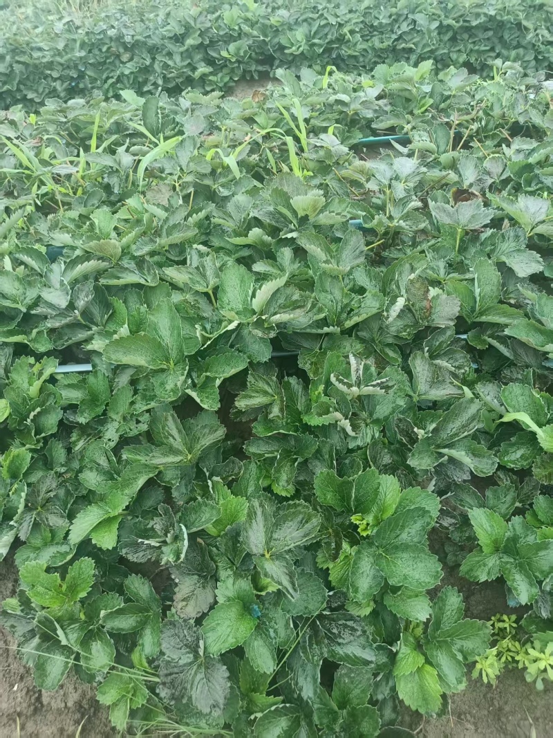 红颜草莓苗