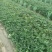 红颜草莓苗