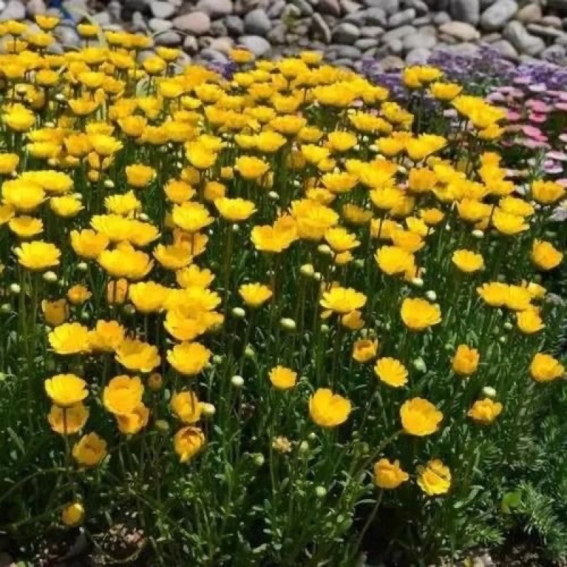 黄晶菊种子春俏菊秋播花卉耐寒鲜花种子园林园艺景观花海草花籽