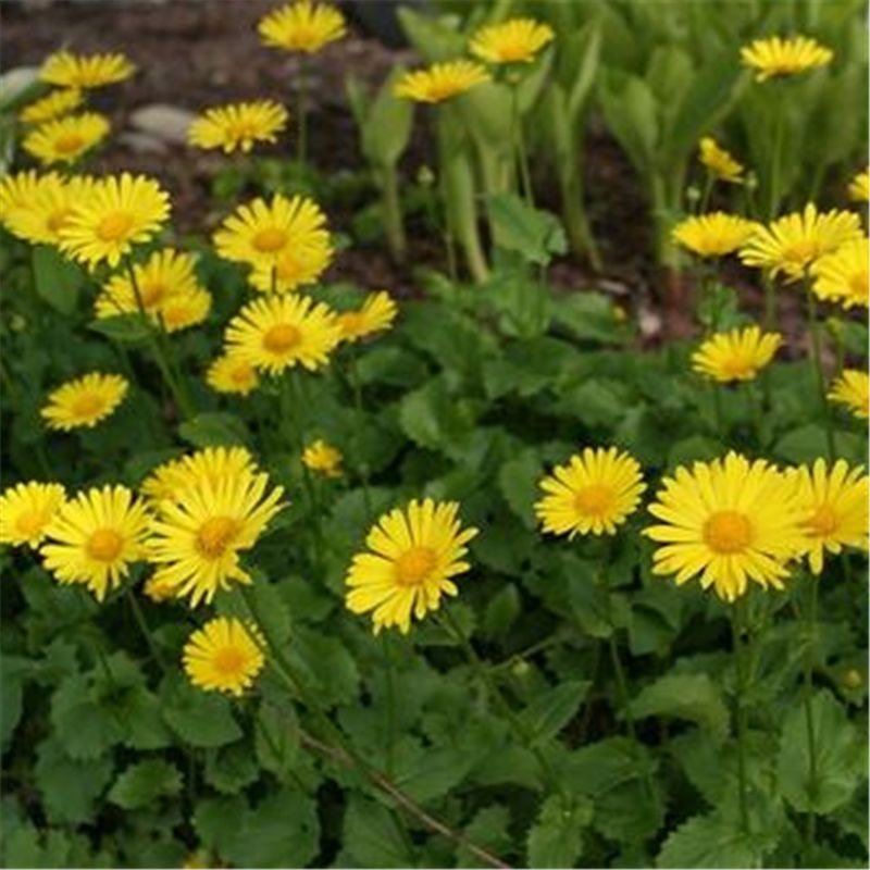 春白菊春黄菊种子多年生宿根花卉籽耐寒庭院室外景观绿化花草种籽