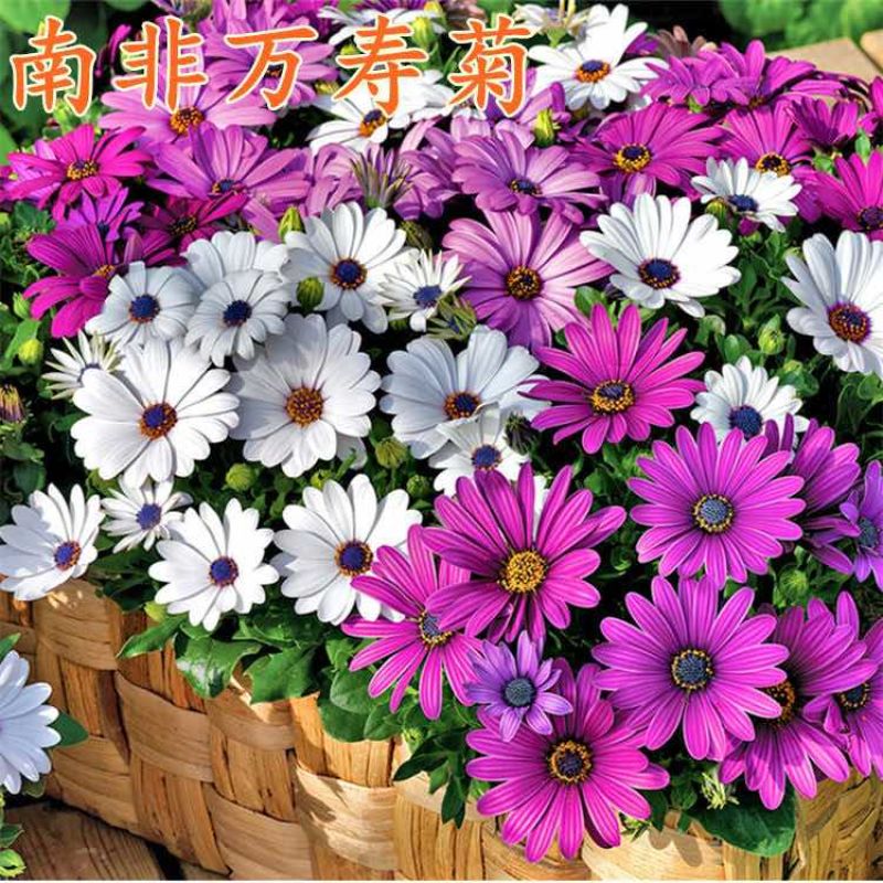 新南非万寿菊种子蓝目菊多年生非洲菊花籽耐寒庭院花卉春夏易种活