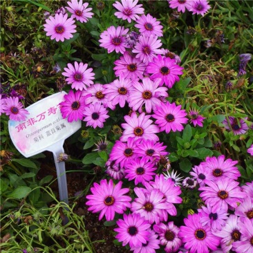 新南非万寿菊种子蓝目菊多年生非洲菊花籽耐寒庭院花卉春夏易种活