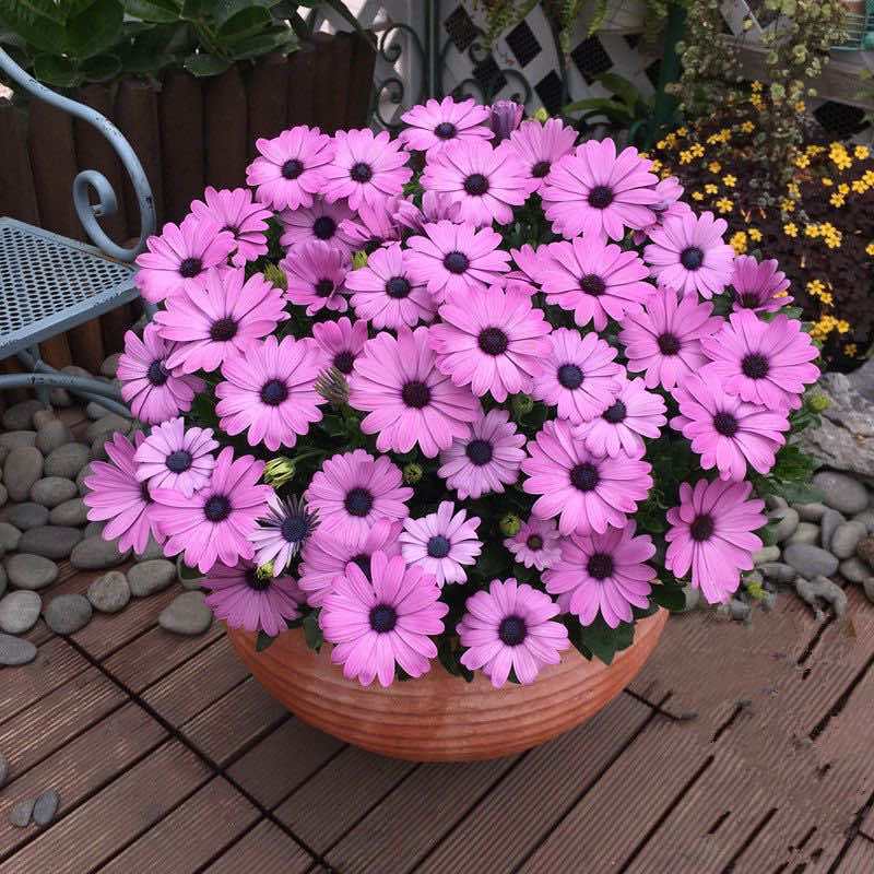 新南非万寿菊种子蓝目菊多年生非洲菊花籽耐寒庭院花卉春夏易种活