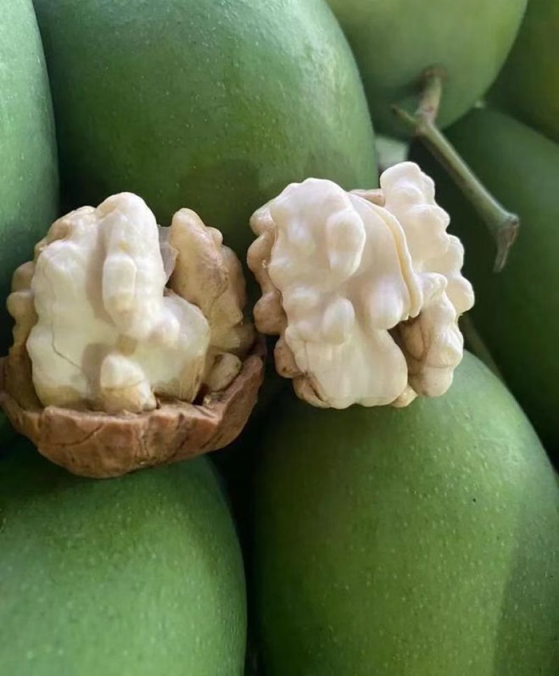 青皮核桃