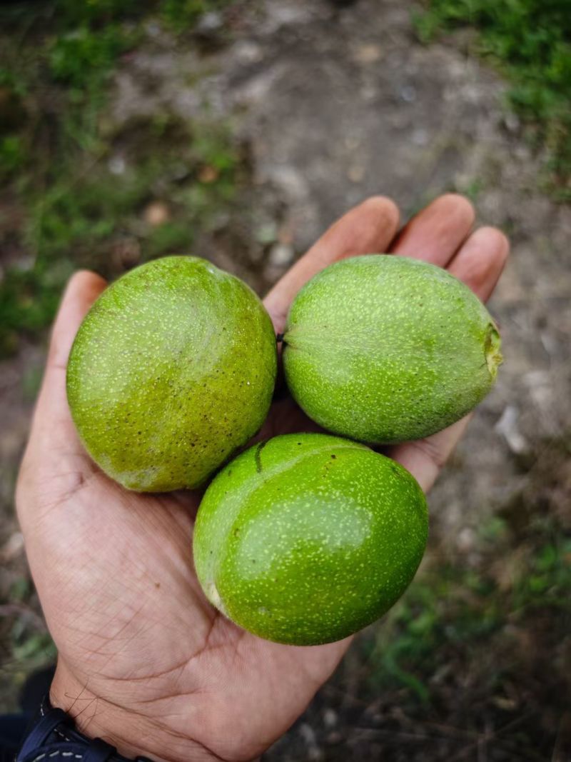 青皮核桃