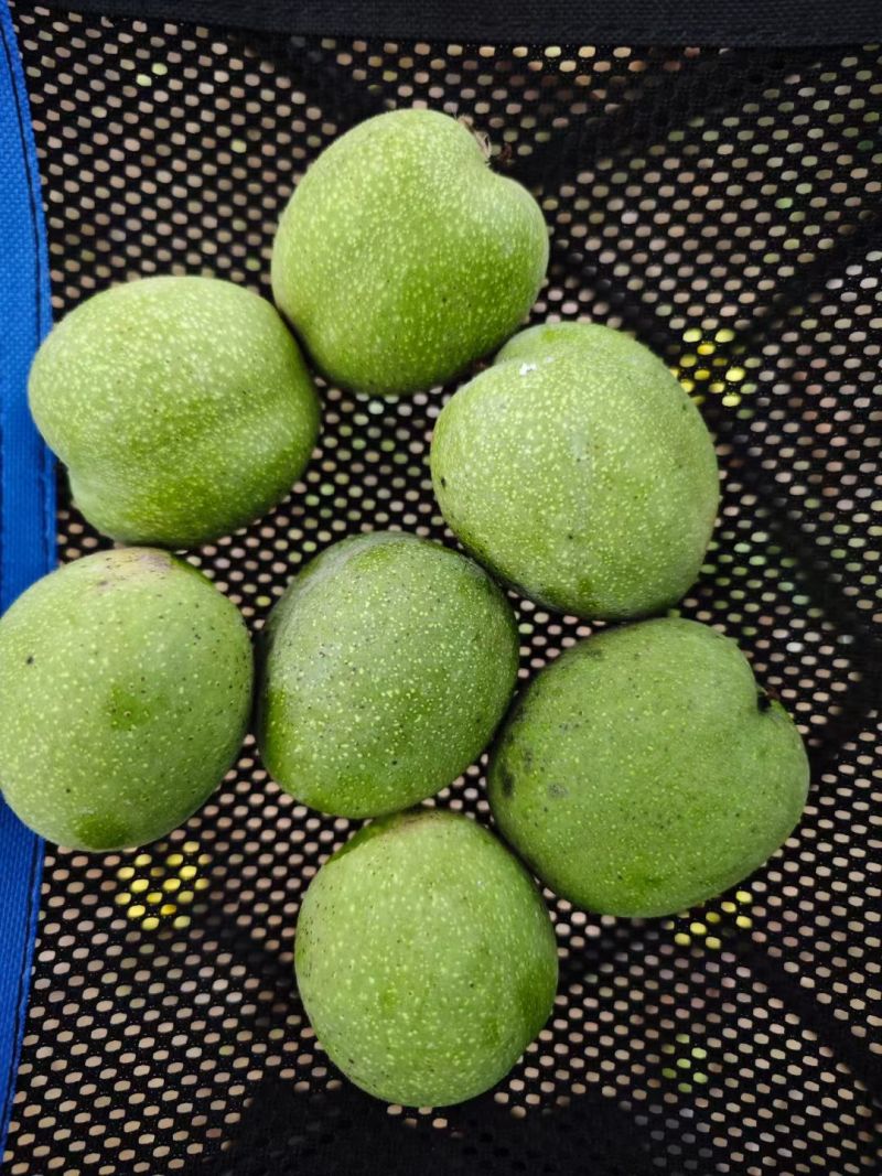青皮核桃