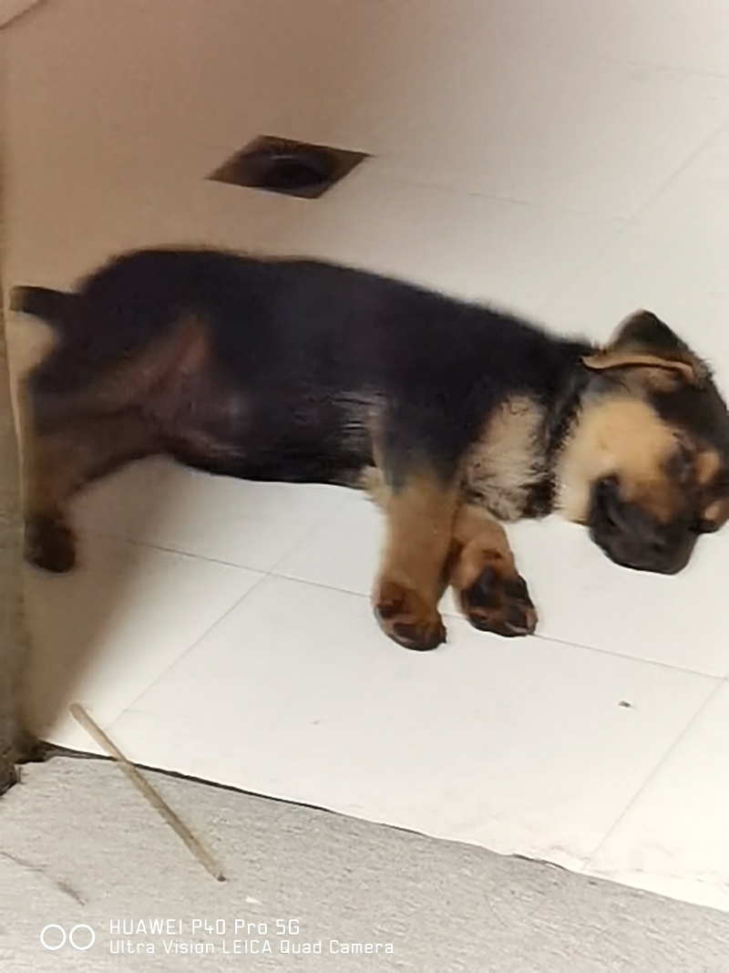 两个月德牧