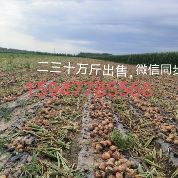 圆葱