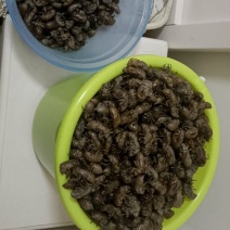 蝉壳